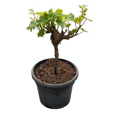 Vitis Vinifera