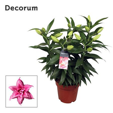 Lilium Or Roselily Esra 5pp