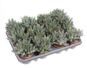 Adromischus Festivus