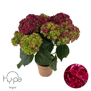 Hydrangea Ma Red 5+ (hy-pe)