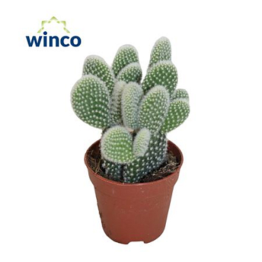 Опунция Микродасис Альбиспина