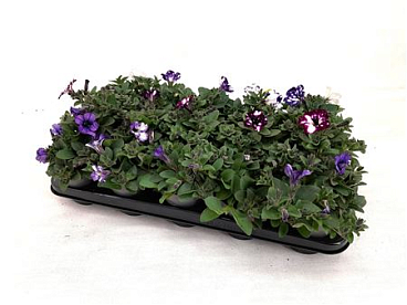 Petunia Sky Mix