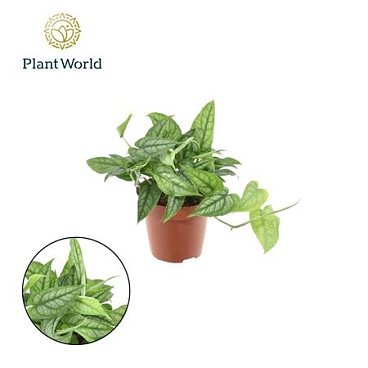 Monstera Siltepecana