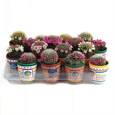 Mammalaria Mix Flowering In Mexicopot