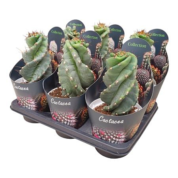 Cereus Forbesii Spiralis Potcover
