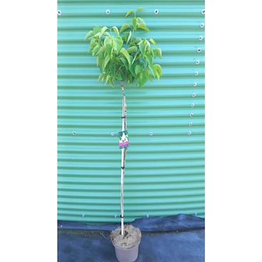 Syringa Vulg Mme Lemoine On Stem