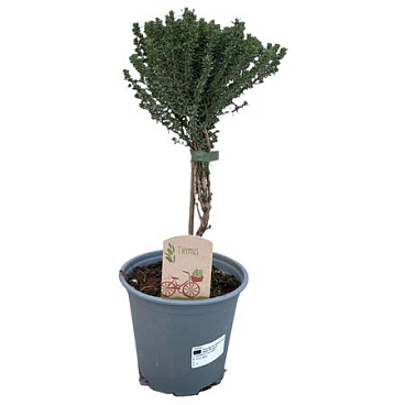 Thymus Vulgaris On Stem