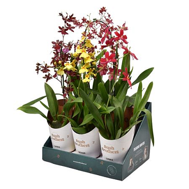Orchid 1st Mix Showbox (bush Brother)