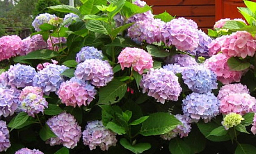 Гортензия крупнолистная Изабел