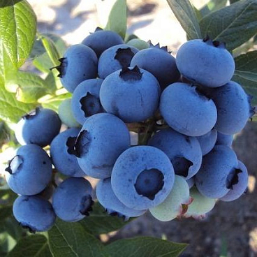 Голубика высокорослая Коллинз | Оптовая цветочная компания «Флора Групп» Голубика высокорослая Коллинз