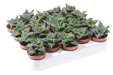 Faucaria Tigrina