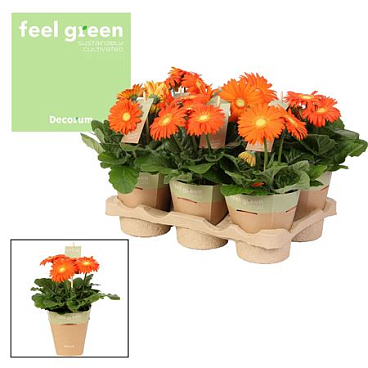 Gerbera Orange 2+ Feel Green (decorum)