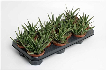 Gasteria Doreen