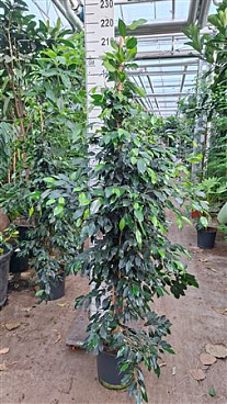 Ficus Be Danielle Piramide