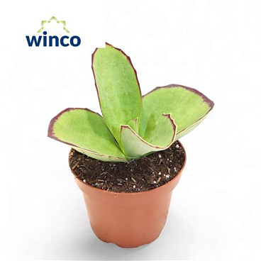 Kalanchoe Synsepala.