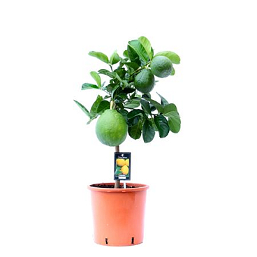 Citrus Lipo On Stem