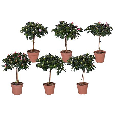 Azalea Mix On Stem