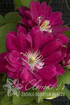 Клематис гибридный Рэд Стар