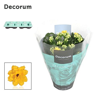 Kal Cal Yellow (decorum)