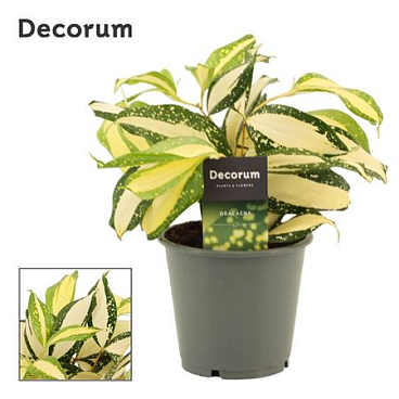 Drac Milky Way (decorum)
