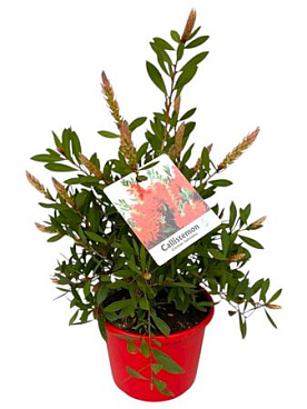 Callistemon Citrinus Splendens