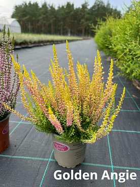 Каллуна обыкновенная Голден Энджи