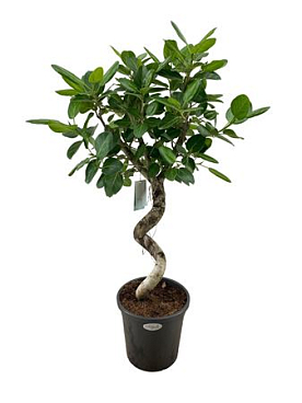 Ficus Ben Audrey Spiral
