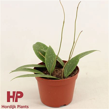 Hoya Sp. Loei