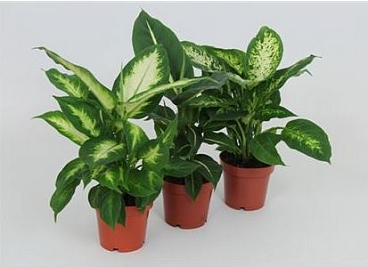 Диффенбахия Микс