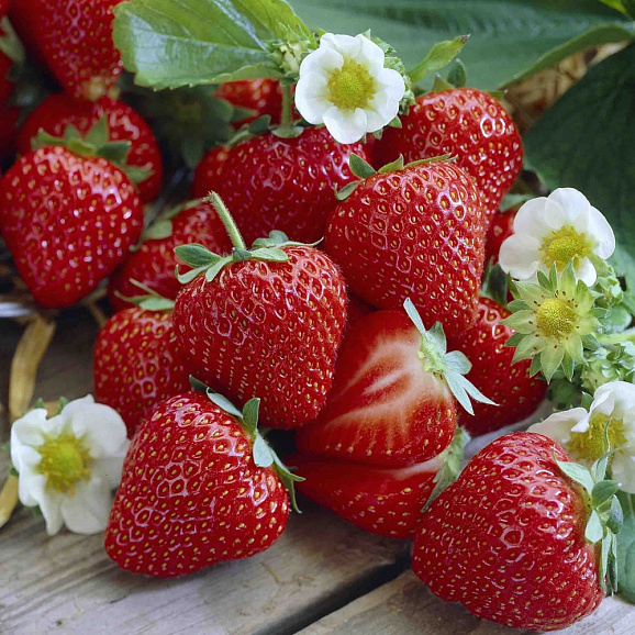 Земляника Зенга Зенгана