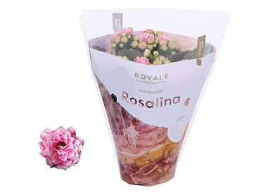 Kal Ros Royale White-pink