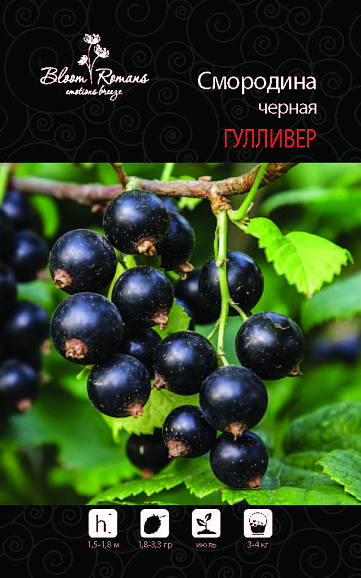 Смородина черная Гулливер | Оптовая цветочная компания «Флора Групп» Смородина черная Гулливер