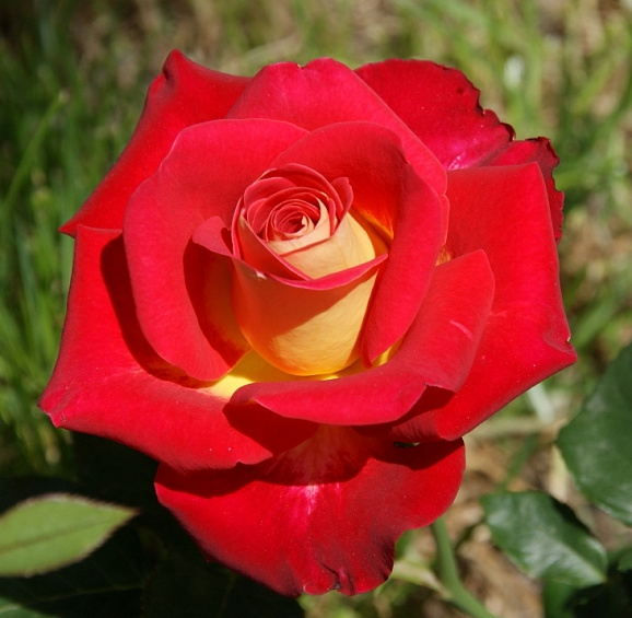 Роза чайно-гибридная Нью Фешн