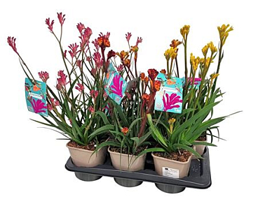 Anigozanthos Mix