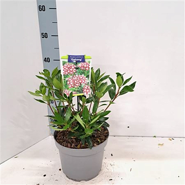 Kalmia Lat Galaxy
