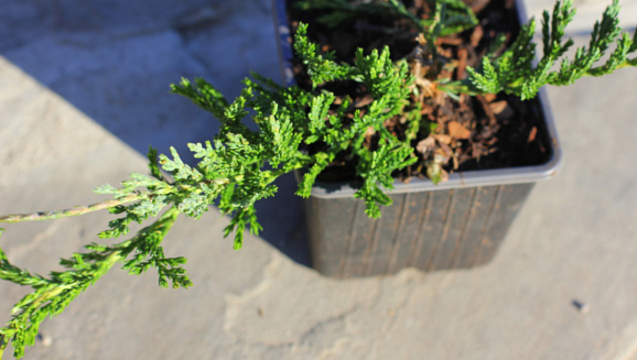 Можжевельник горизонтальный Жаде Ривер