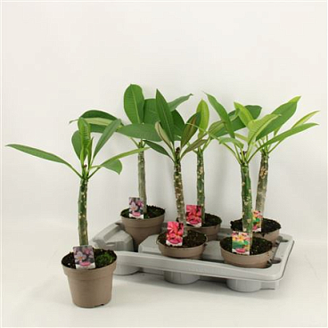 Plumeria Hawaiian Mix With Buds