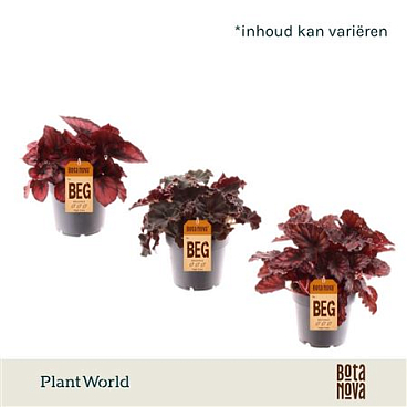 Begonia Love Mix 3 - 4 Sorts
