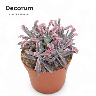 Kalanchoe Daigremontiana Pink Decorum+steker