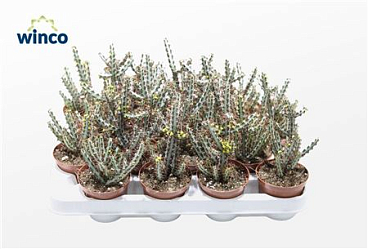 Euphorbia Aeroginosa