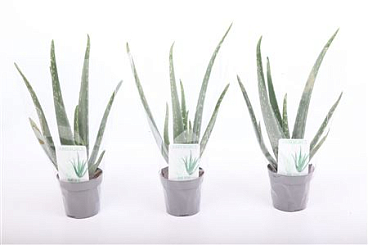 Aloe Vera Xl