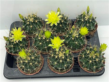 Cactus Bloei