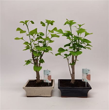 Bonsai Ginkgo