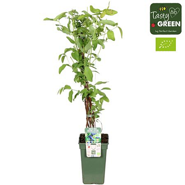 Lonicera Kamtschatica Duet Bio