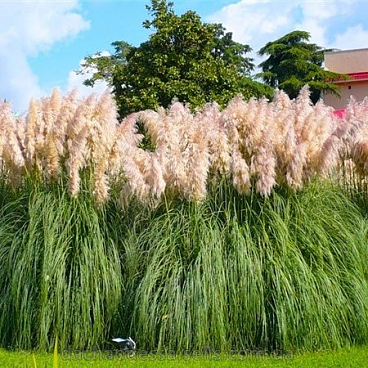 Кортадерия розовая (в тубе)