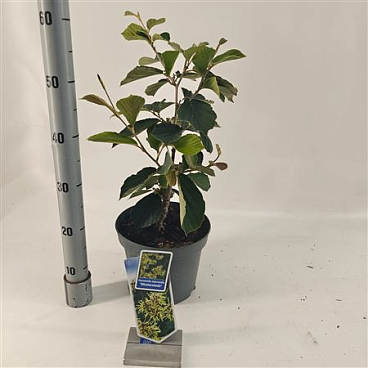 Hamamelis Int Westerstede