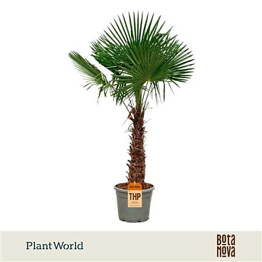 Trachycarpus Fortuneii
